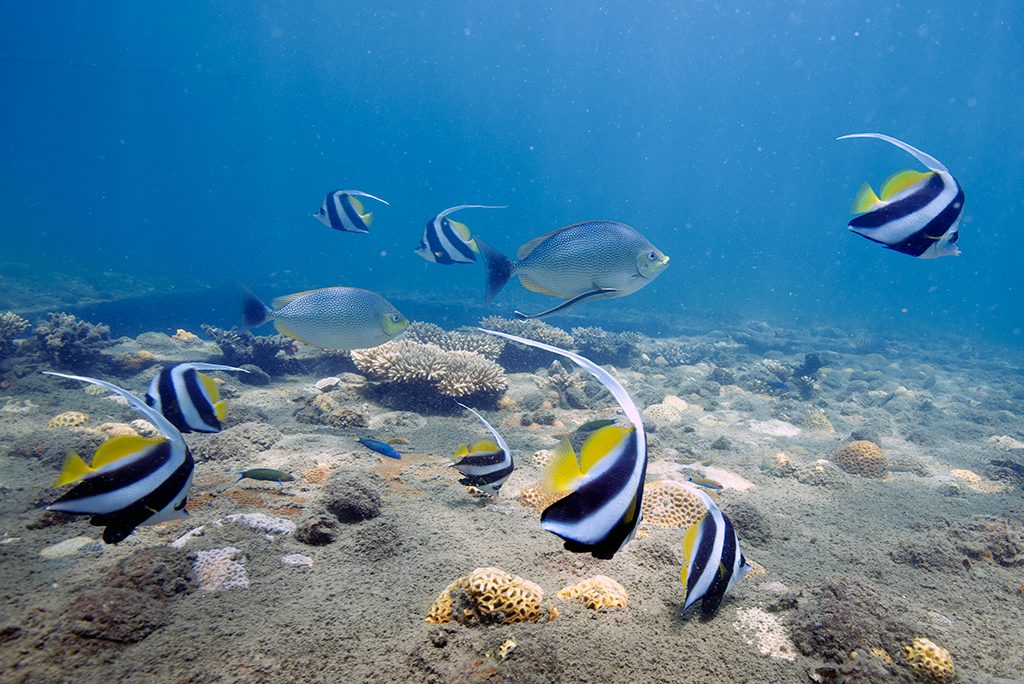 Bannerfish above the coral