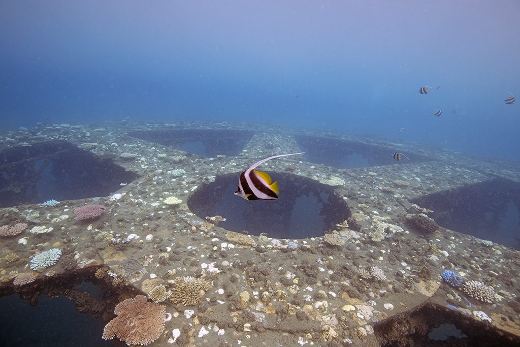 Reef fish over the coral